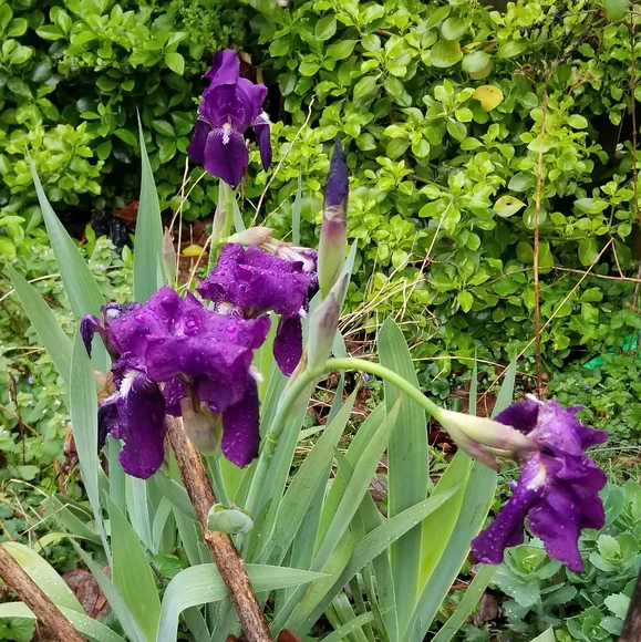 5 for 15$ Bearded Iris Rhizomes - Purple - Picture 5 of 14